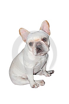 White French Bulldog sit and sleep