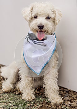 White French Poodle dog