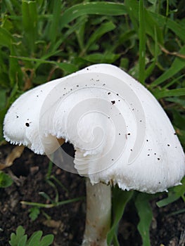 The white fresh beautiful mushroom.
