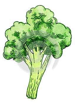 White fresh cauliflower, cabbage on white background, healthy food, vegetables icon.