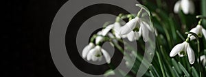 White fresh snowdrops flower  Galanthus  on green meadow in sunny garden . Easter spring background banner panorama