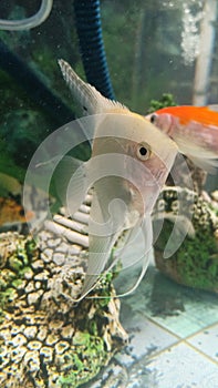 A white freshwater angelfish in an aquarium with a white-orange koi