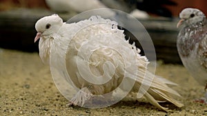 White frillback or curly pigeon cleans feathers