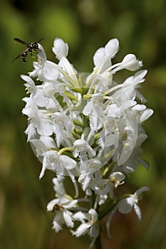 White fringed bog orchid in New London, New Hampshire.