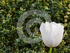 White fringed tulip on the green leaves background