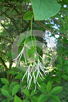 White Fringetree (Chionanthus virginicus)