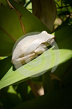 White Frog