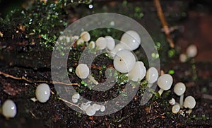 White Frog Eggs spawn on rain forest floor