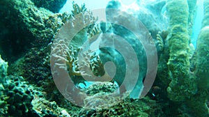 White frog fish on top of the coral photo