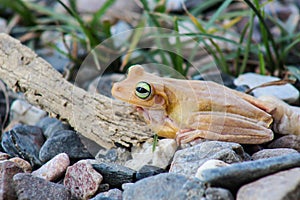 White frog and green eyed, an animal with vibrant eyes