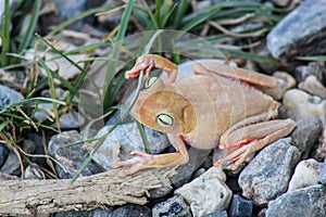 White frog and green eyed, an animal with vibrant eyes