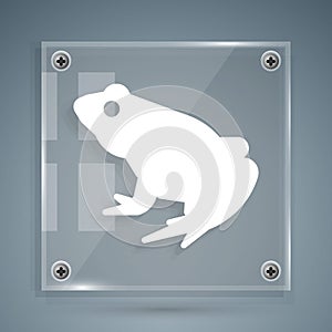 White Frog icon isolated on grey background. Animal symbol. Square glass panels. Vector