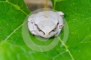 White frog