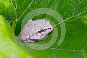 White frog