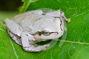 White frog