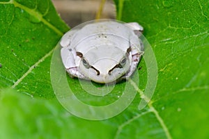 White frog