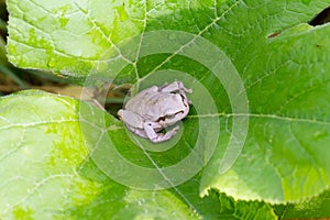 White frog