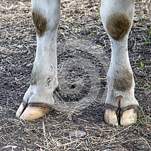 White front hooves of a dairy cow standing on a path