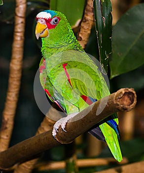 The White-fronted Amazon