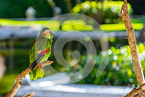 White-Fronted Amazon Parrot on Natural Bokeh Background