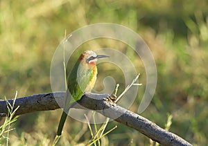 White-fronted Bee-eater