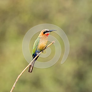 White-fronted Bee-eater