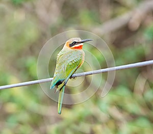 White-fronted Bee-eater