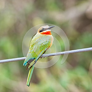 White-fronted Bee-eater