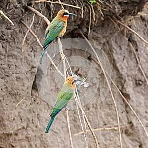 White-fronted Bee-eater