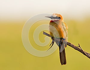 White Fronted Bee eater