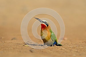 White fronted Bee-eater