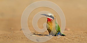 White fronted Bee-eater