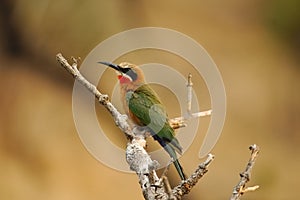 White-Fronted Bee-Eater