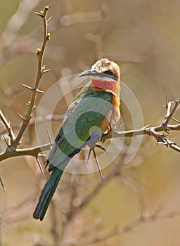 White fronted bee eater