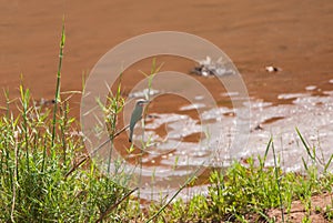 White-fronted Bee Eater