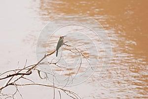 White-fronted bee-eater