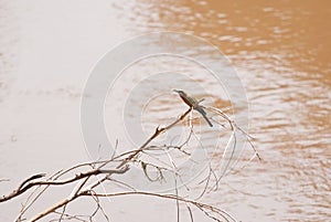 White-fronted Bee Eater