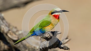 White Fronted Bee Eater