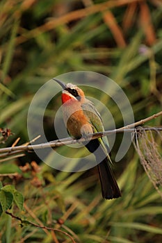 White-fronted Bee-eater