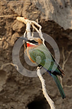 White-fronted Bee-eater