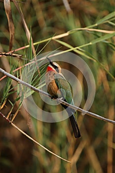 White-fronted Bee-eater