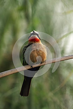 White-fronted Bee-eater