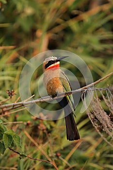 White-fronted Bee-eater