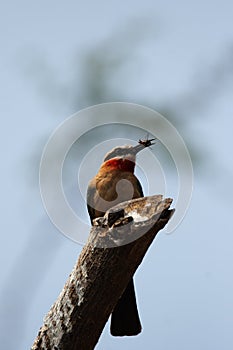 White-fronted Bee-eater