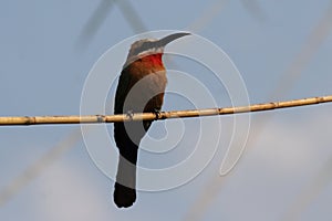 White-fronted Bee-eater