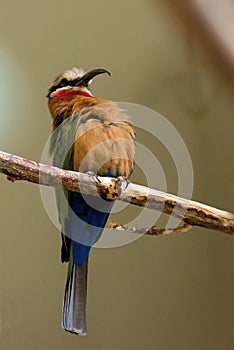 White-fronted Bee-eater