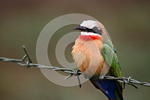 White-fronted Bee-eater