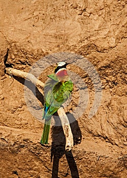 White-fronted Bee-eater