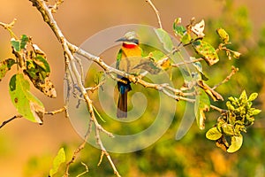 White-fronted bee-eater bird