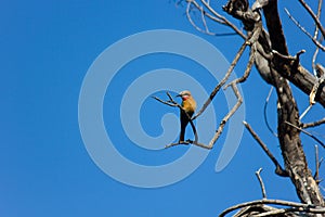 White-fronted Bee-eater Bird With Clear Blue Sky Merops bullockoides